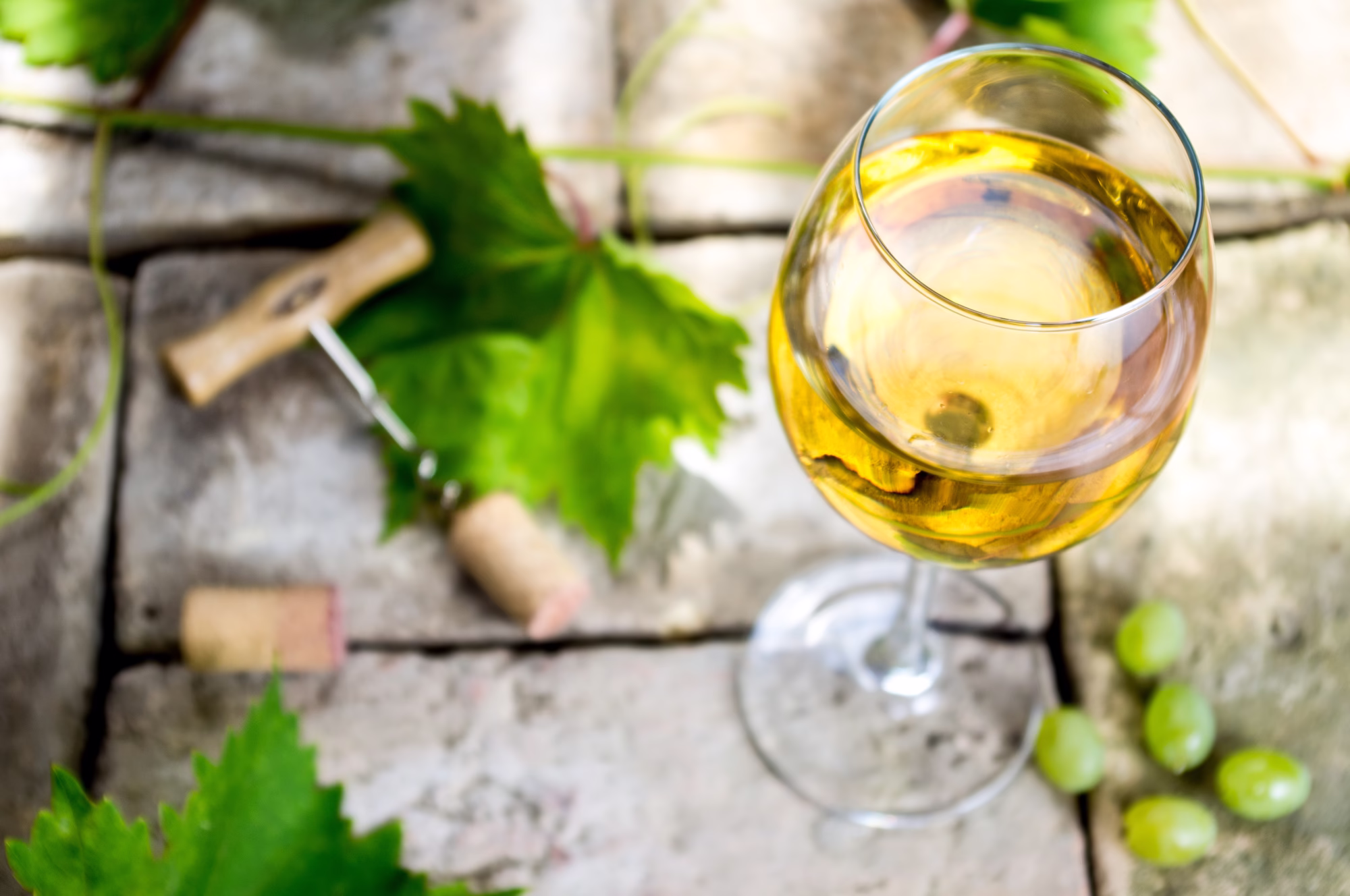 chardonnay vin