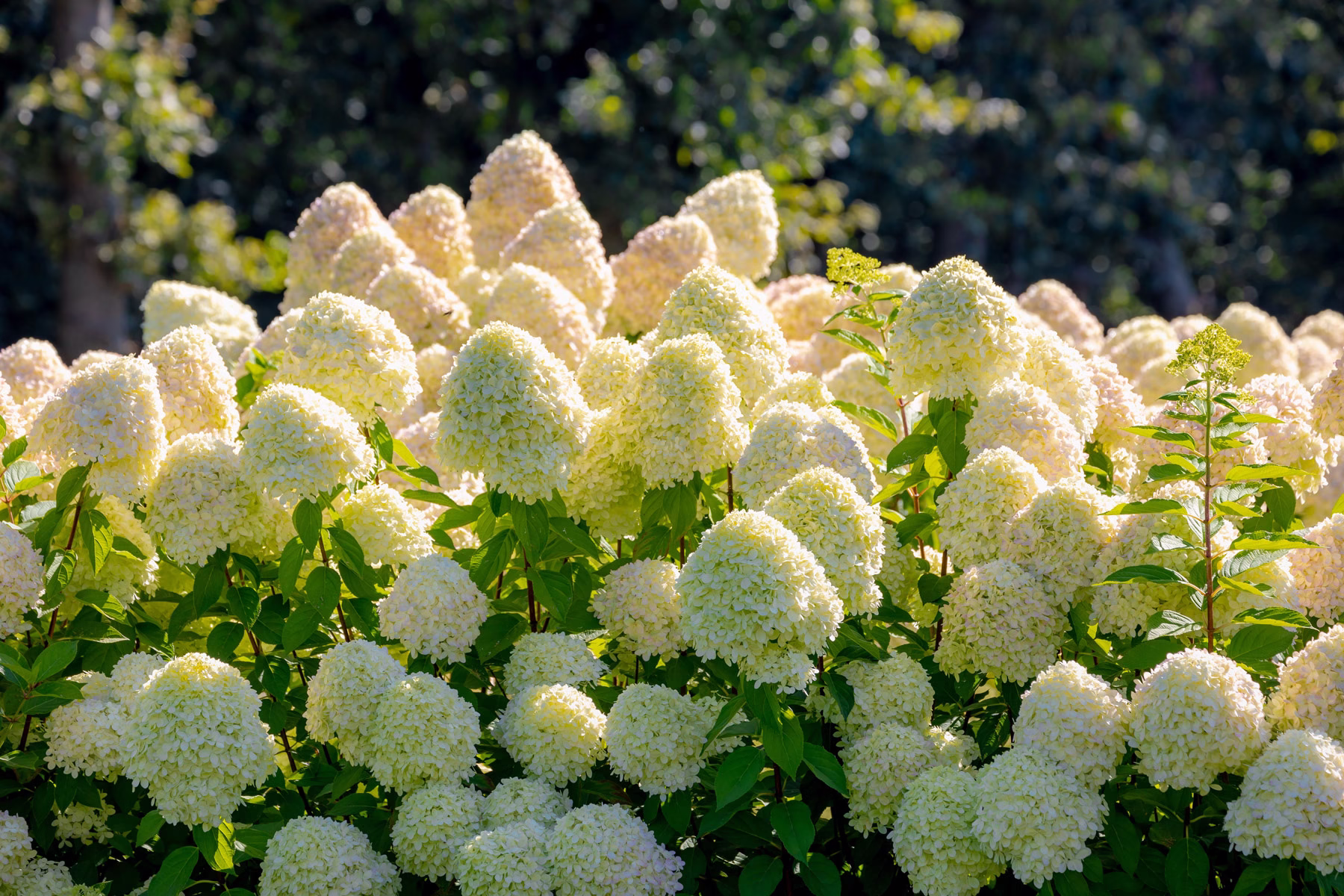 Vacker Hydrangea paniculata